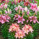 lily lovers|Buy Lily Lovers Mixture Online .